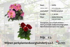 dahlia-groot