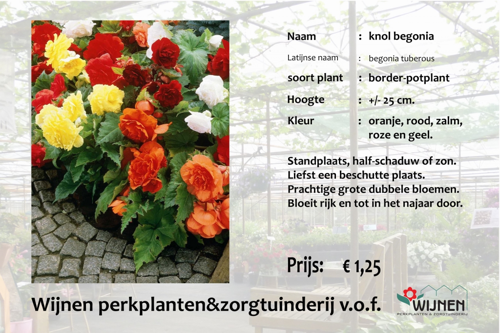 begonia-knol