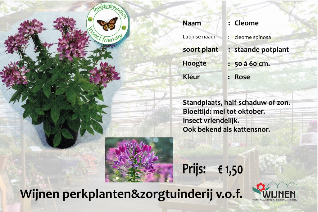 cleome