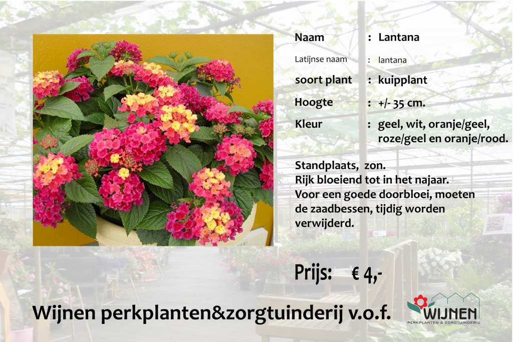 lantana