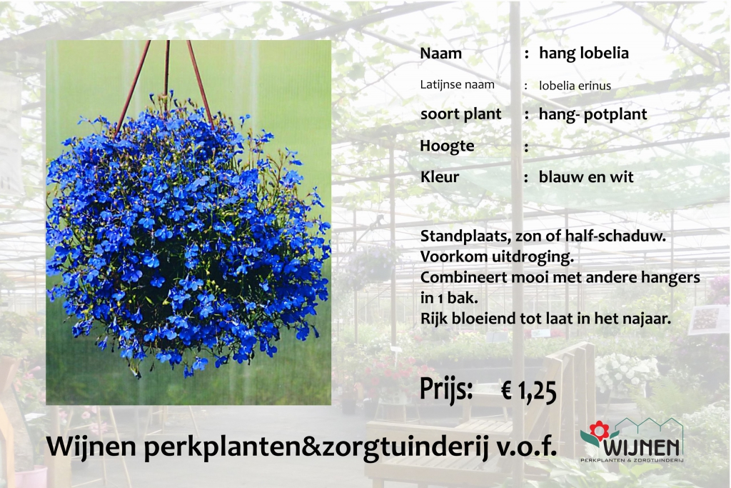 lobelia-hang