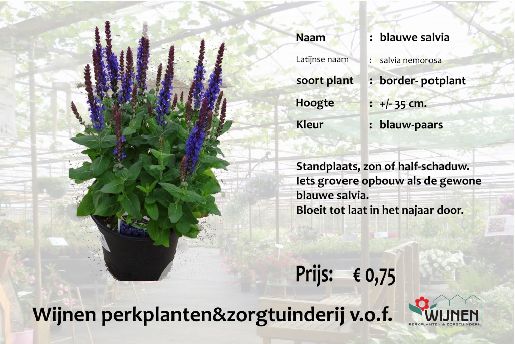 salvia-blauw-nieuw