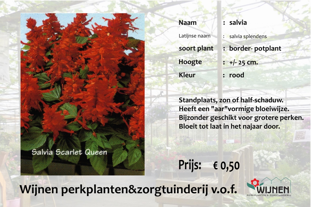 salvia-rood