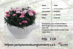 anjer-pot