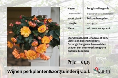 begonia-knol-hang