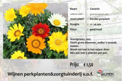 gazania-groot