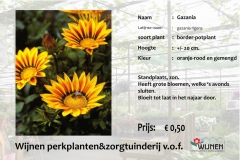 gazania