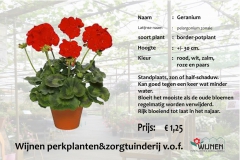 geranium-staand