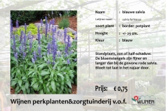 salvia-blauw