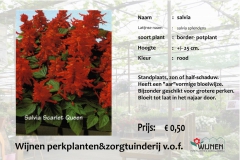 salvia-rood