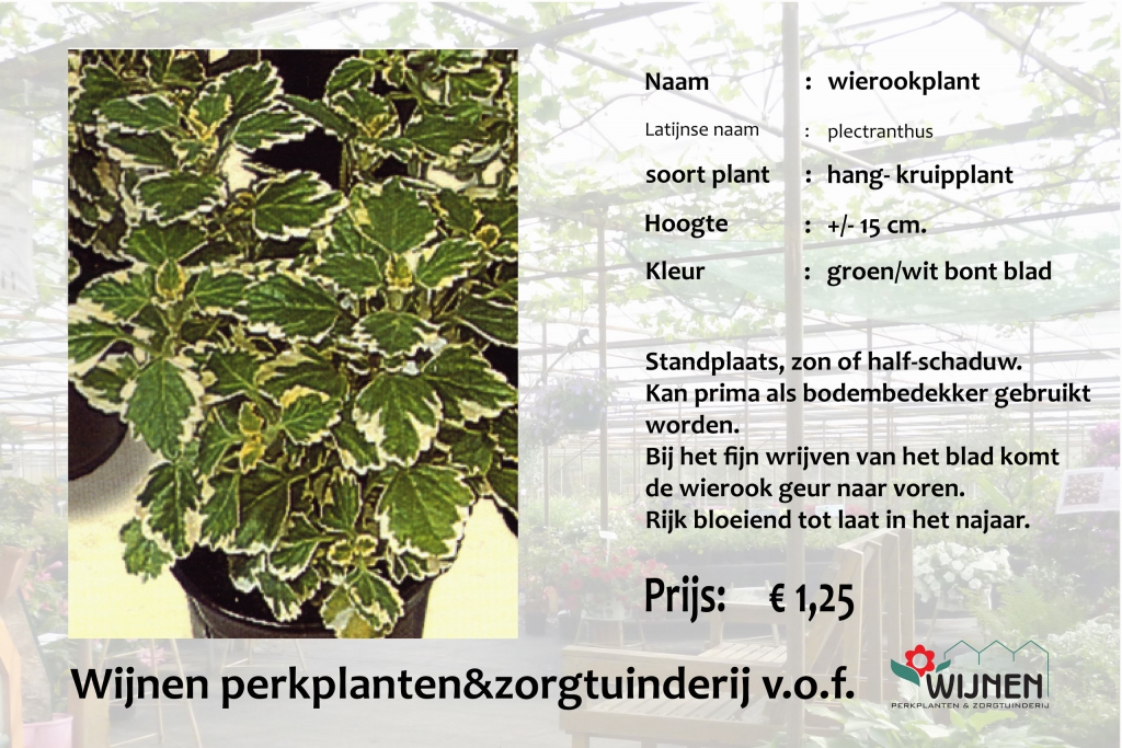 wierookplant