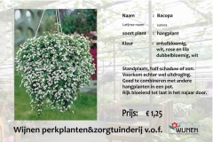 bacopa