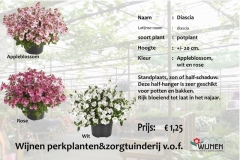 diascia