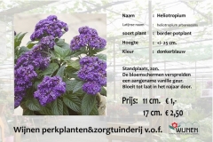 heliotropium
