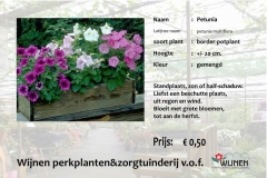 petunia