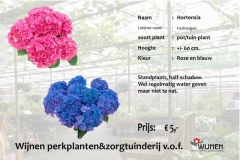 hortensia
