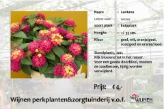 lantana
