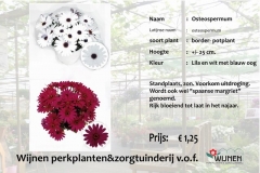 osteospemum