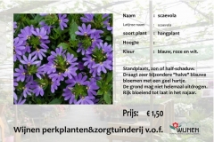 scaevola