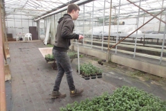 01-perkplanten (10)