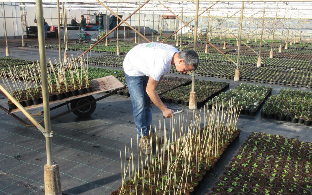 Perkplanten-seizoen.