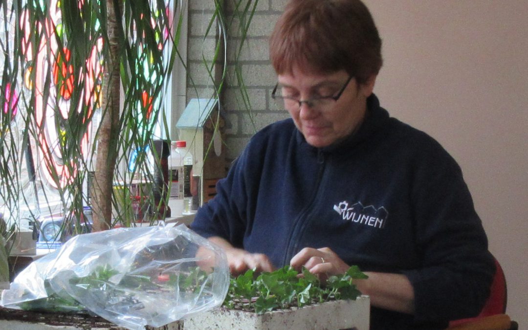 De eerste plantjes zijn inmiddels weer gestekt.