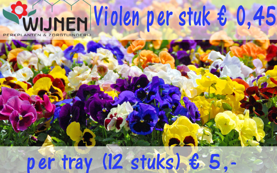 violen